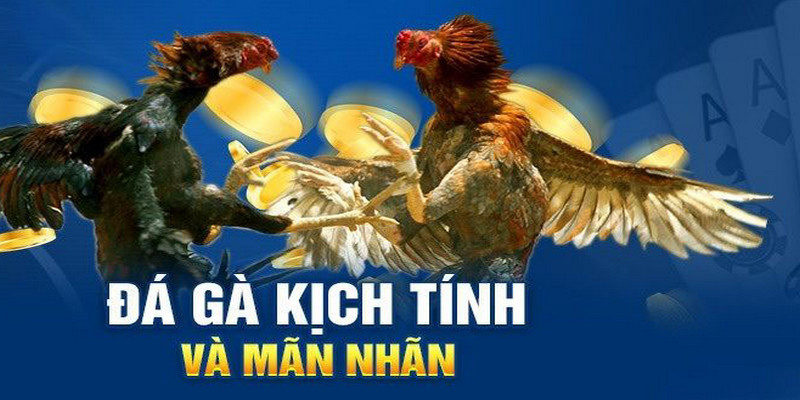 Bí quyết chơi đá gà phải có tinh thần thoải mái