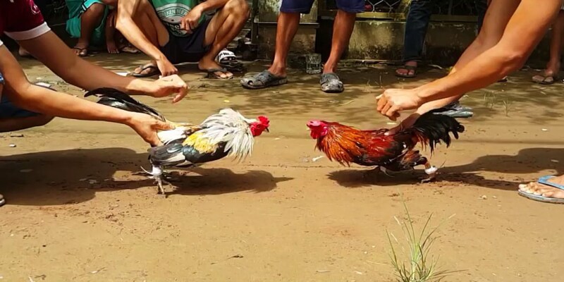 Mẹo chơi chọi gà