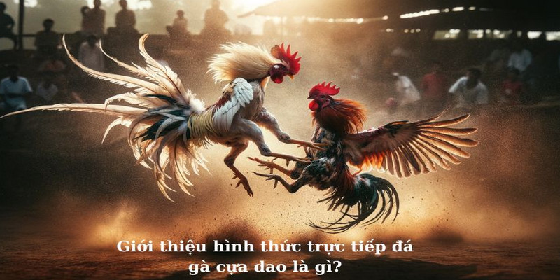 Đá gà cựa dao đang trở thành xu hướng giải trí hiện đại được giải trẻ yêu thích